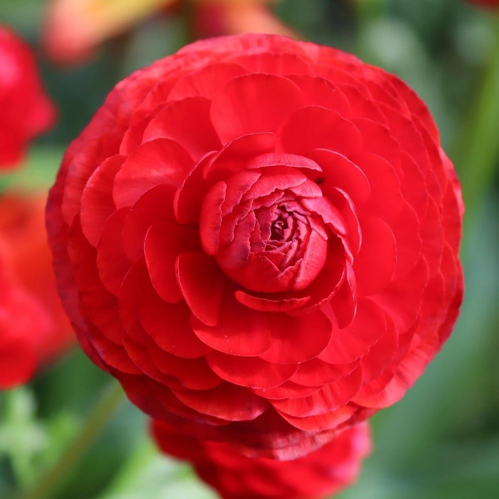 Ranunculus 'Red' X25