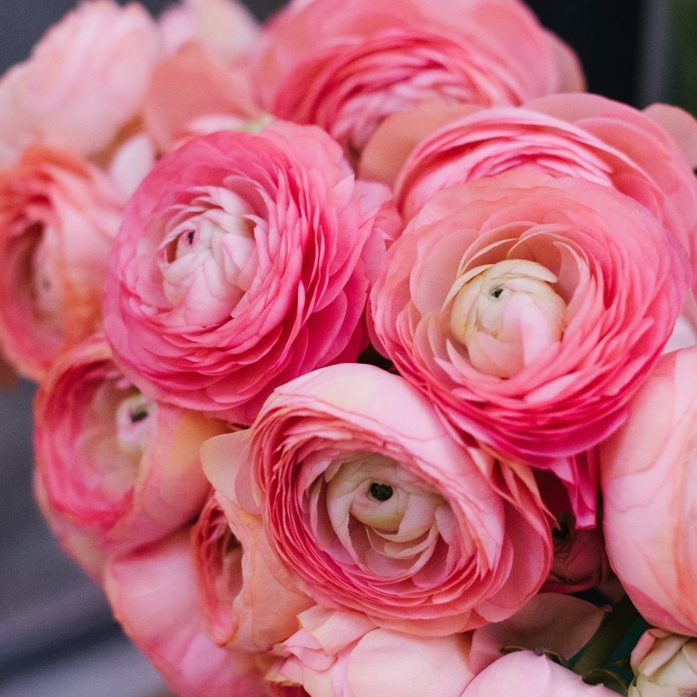 Ranunculus 'Pink' X25
