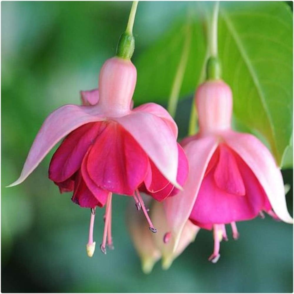 Fuchsia Hardy Mix X5