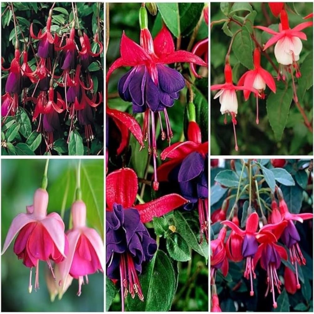 Fuchsia Hardy Mix X5