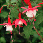 Fuchsia Hardy Mix X5