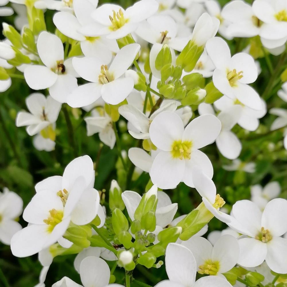Arabis 'Lotti Pink and White' Mix X6