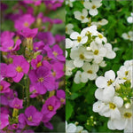 Arabis 'Lotti Pink and White' Mix X6