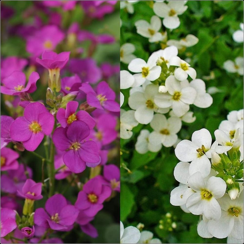 Arabis 'Lotti Pink and White' Mix X6