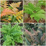 Woodland Ferns Mixed X4