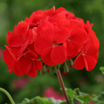 Geranium Horizon Red and White Mix X20