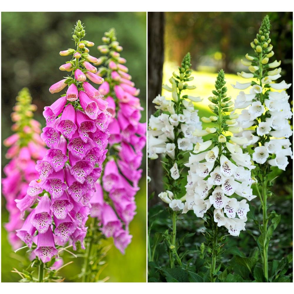 Foxglove Digitalis 'Dalmatian Purple and White Mix' X6