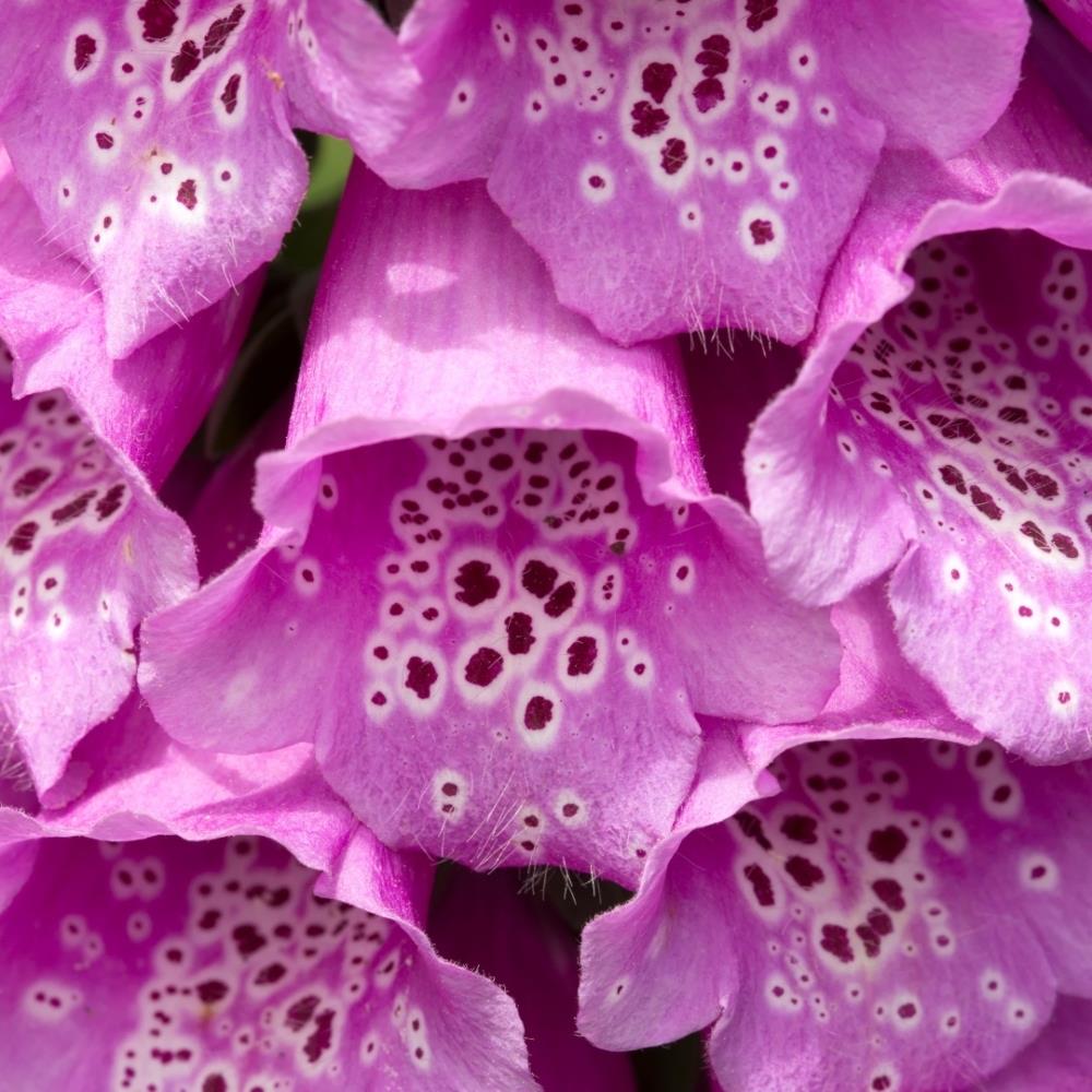 Foxglove Digitalis 'Dalmatian Purple and White Mix' X6