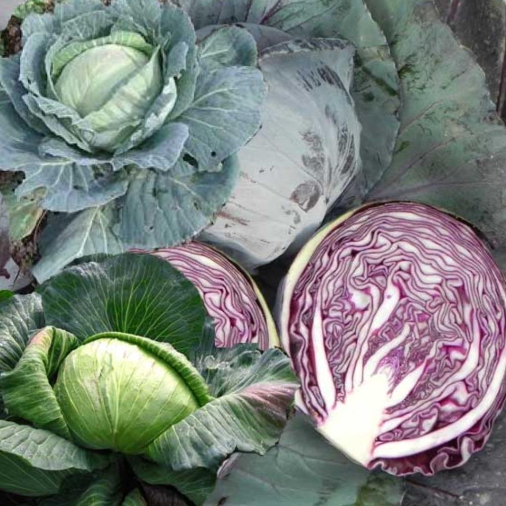 Cabbage Mix X12