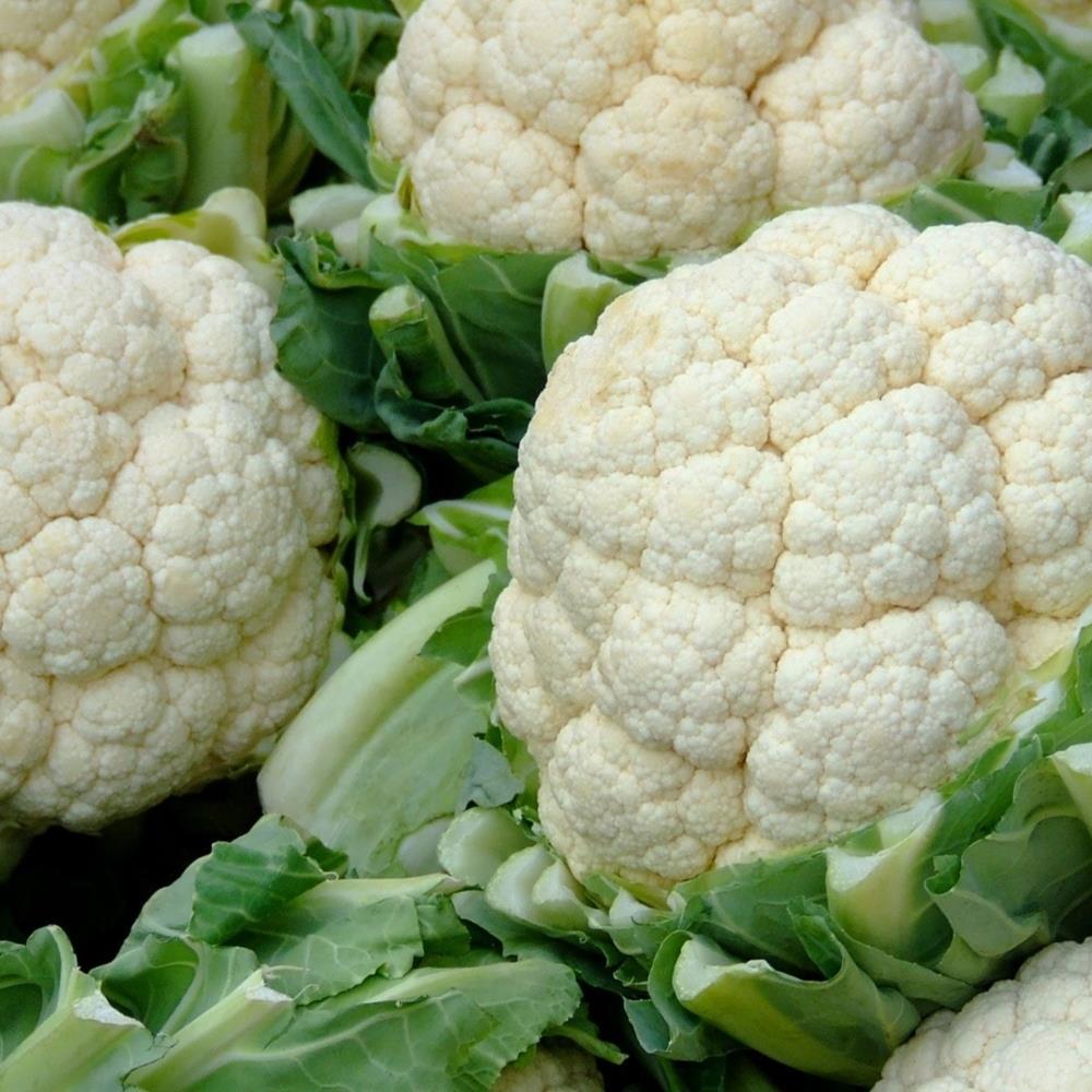 Cauliflower Summer 'Amazing' X12