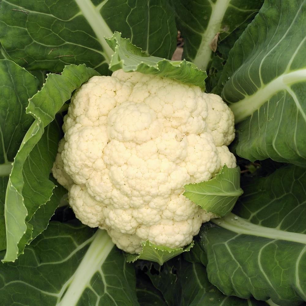 Cauliflower Summer 'Amazing' X12