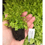 Fern 'Dryopteris Erythrosora' X3