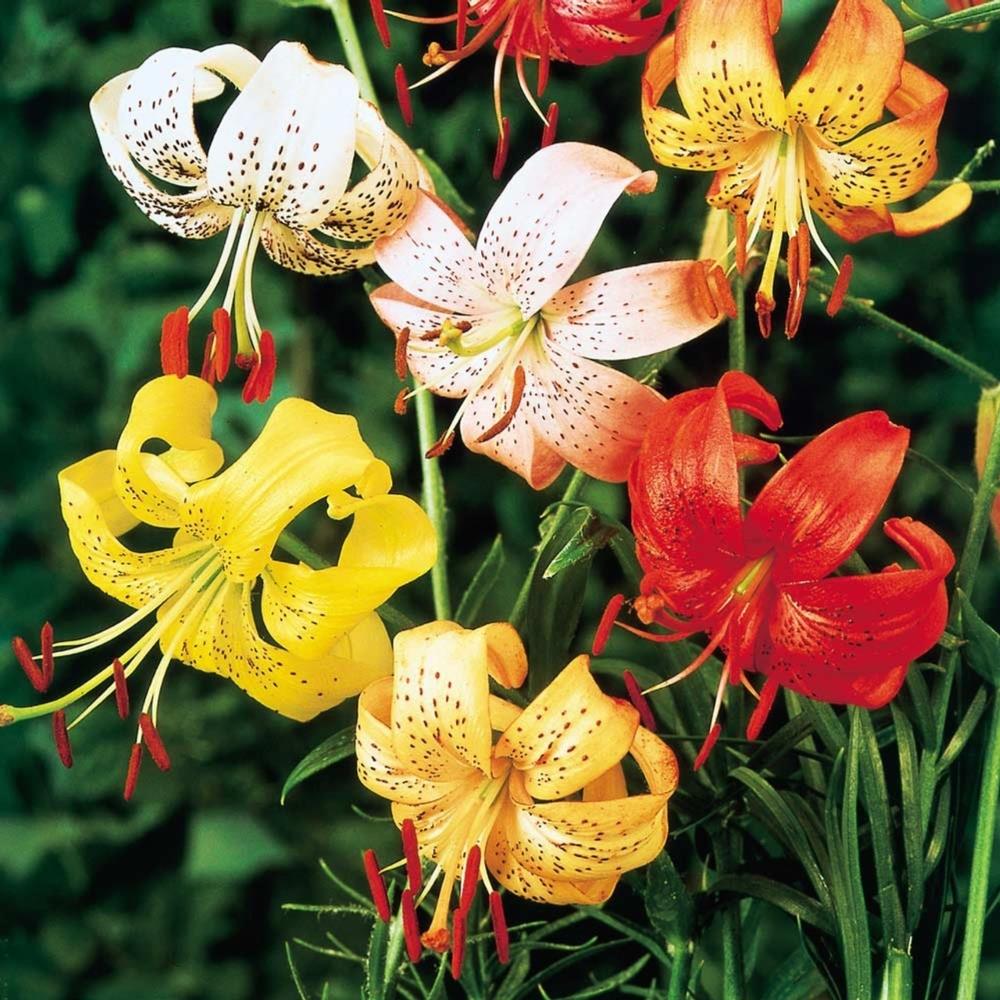 Lilium 'Tiger Mix' Mixed X5