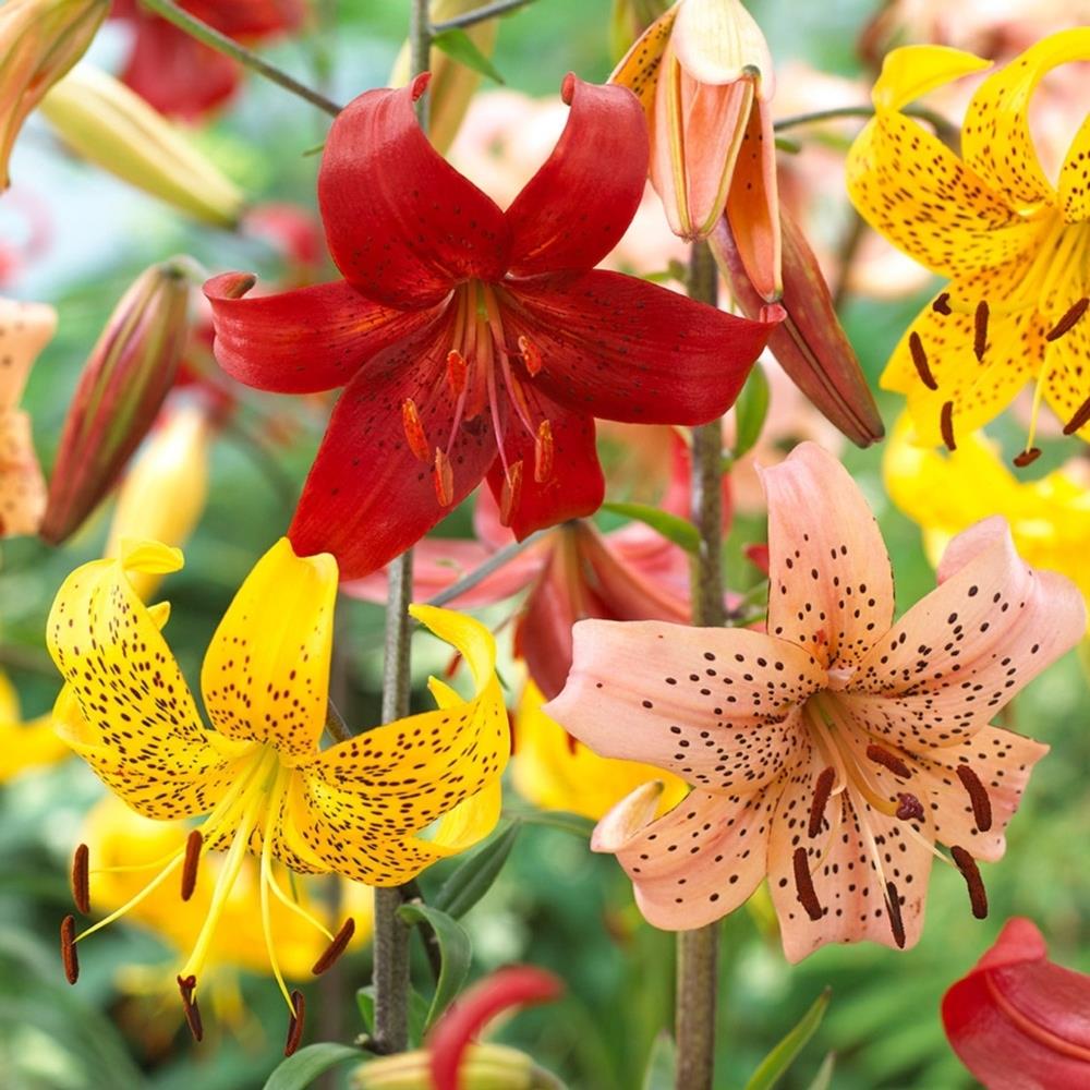 Lilium 'Tiger Mix' Mixed X5