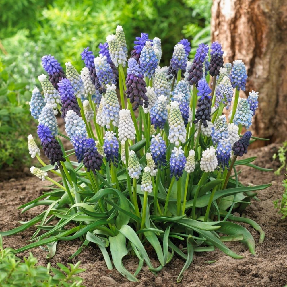 Muscari Mixed