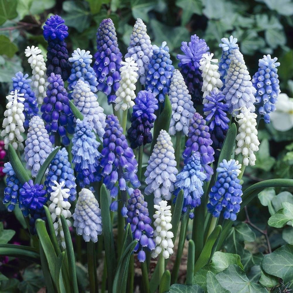 Muscari Mixed