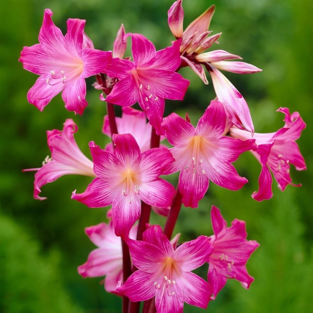 Amaryllis 'Belladonna'