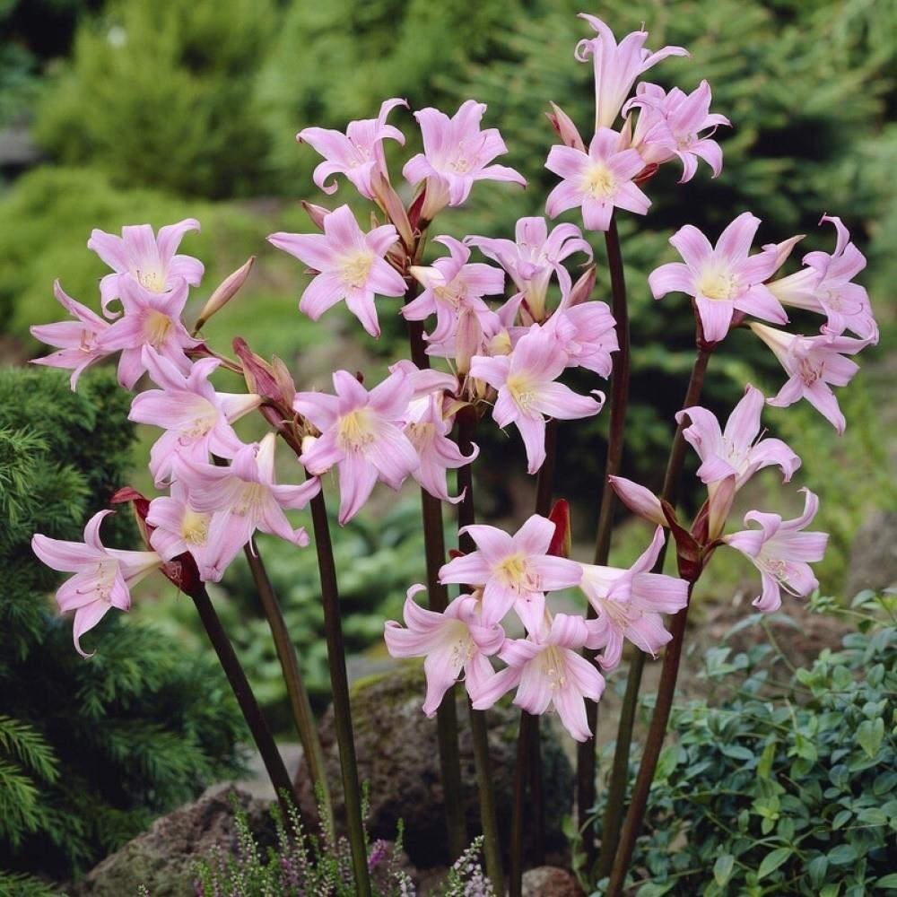 Amaryllis 'Belladonna'
