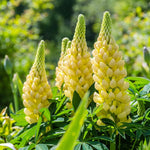Lupin Legendary 'Pink and Yellow Mix' X6