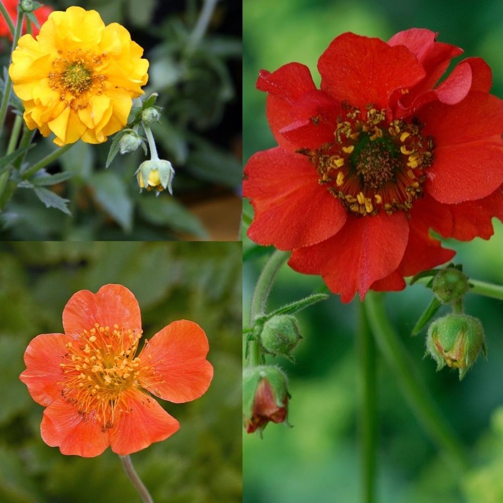 Geum Mix X12