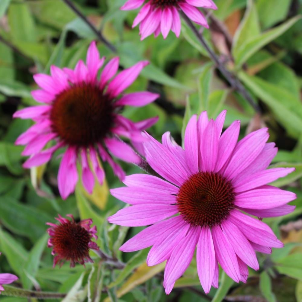Echinacea 'Primadonna Deep Rose ' X 8 Bare Root
