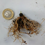 Echinacea 'Cheyenne Spirit' X 8 Bare Root