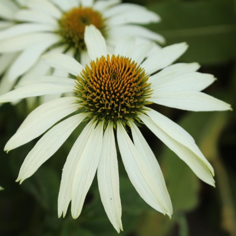 Echinacea 'White Swan ' X 8 Bare Root