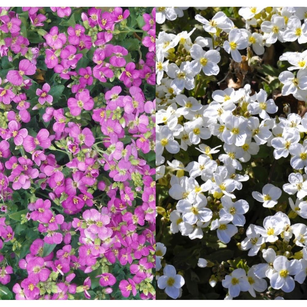 Arabis 'Pink & White Mix' X8