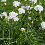 Armeria Maritima 'Morning Star' X12