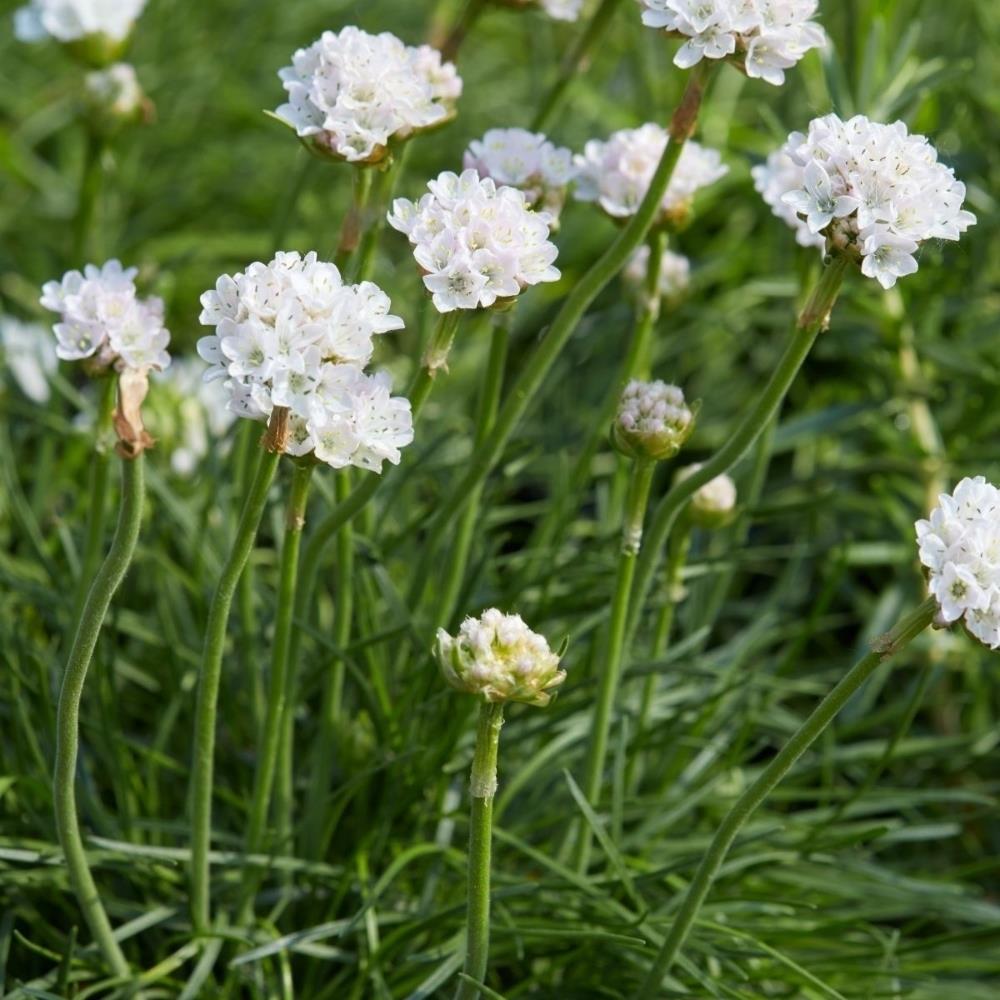 Armeria Maritima 'Morning Star' X12