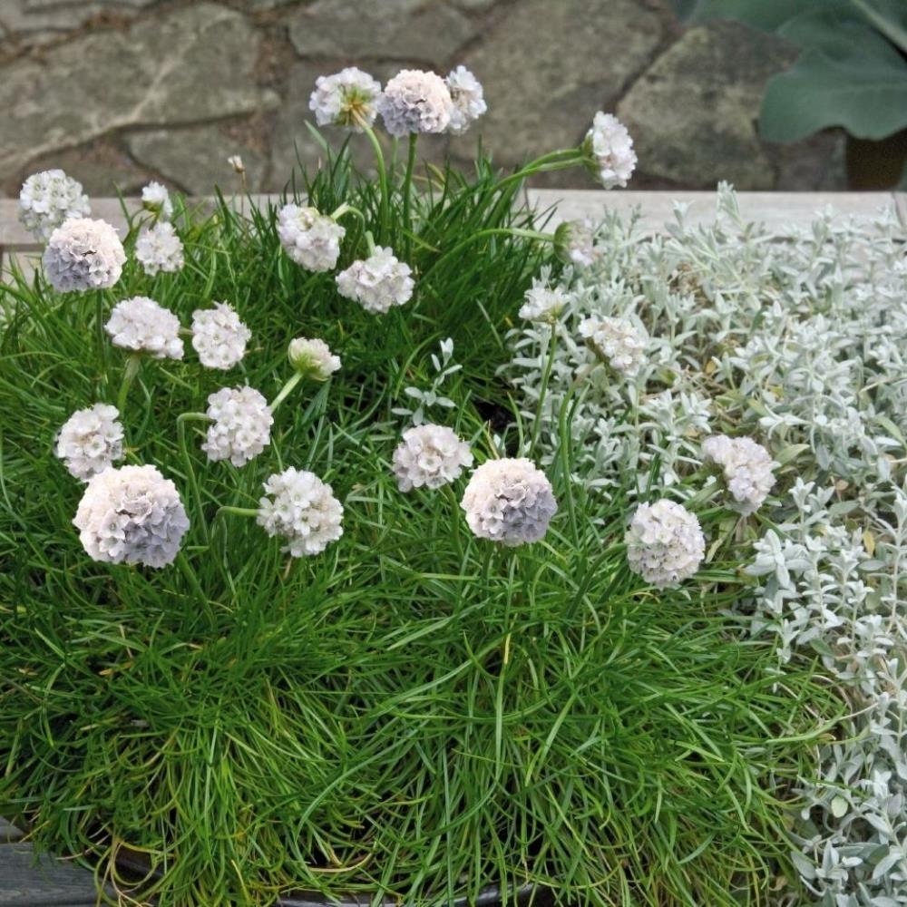 Armeria Maritima 'Morning Star' X12