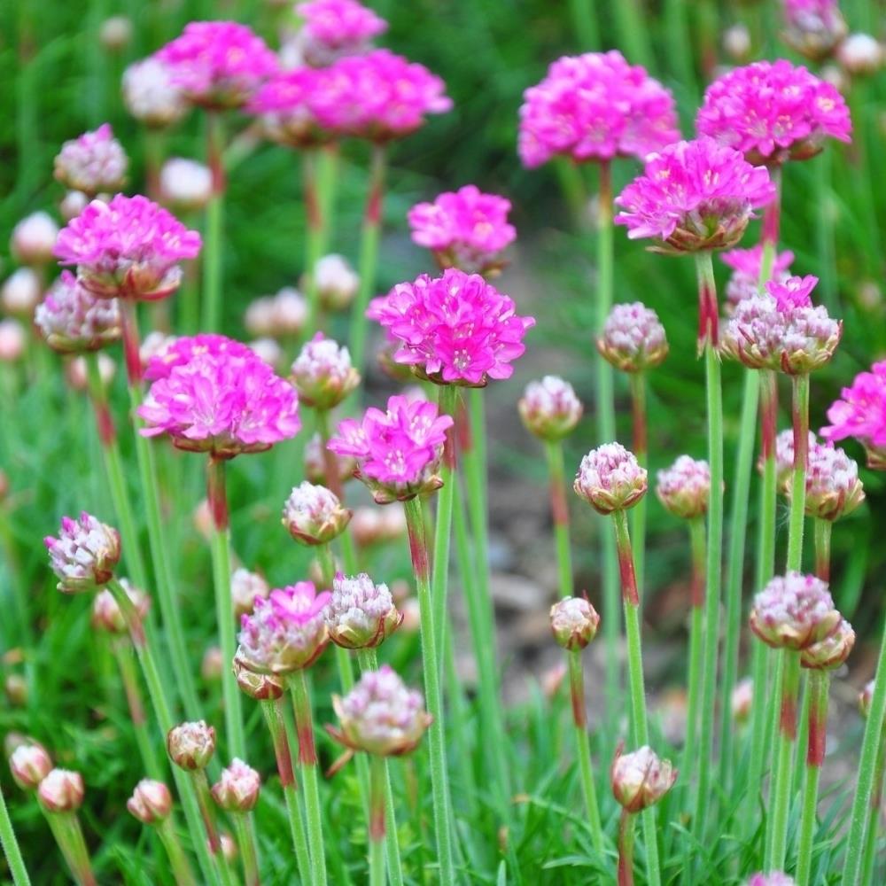 Armeria Maritima 'Morning Star' Rose X12