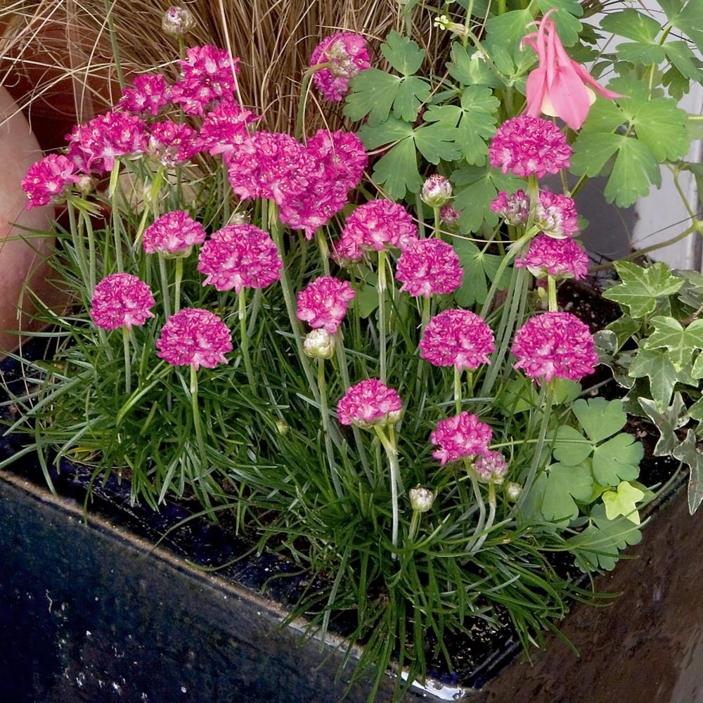 Armeria Maritima 'Morning Star' Rose X12