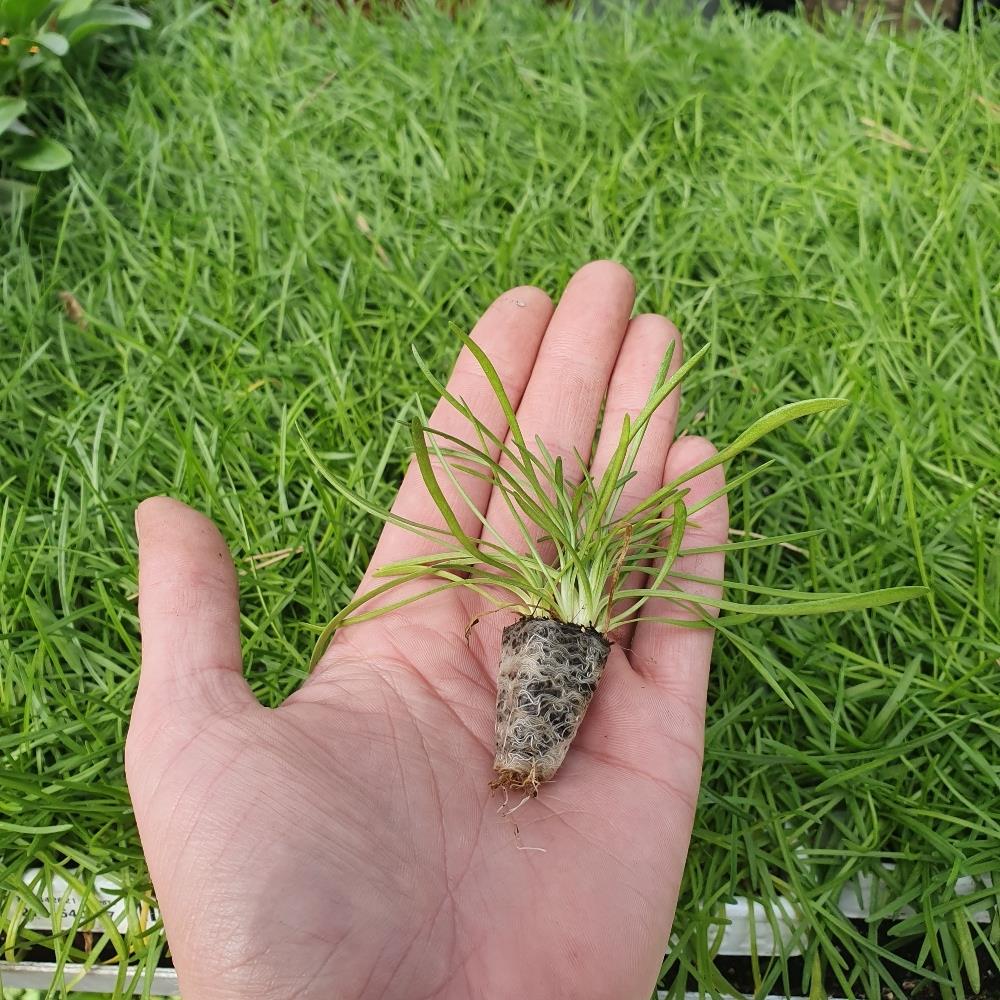 Armeria 'Maritima' pink & white Mix X12