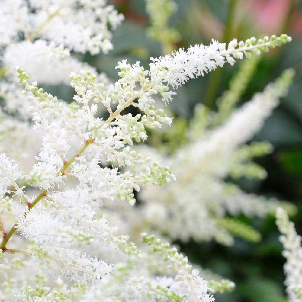 White Astilbe 'Deutschland' X 3 Bare Root