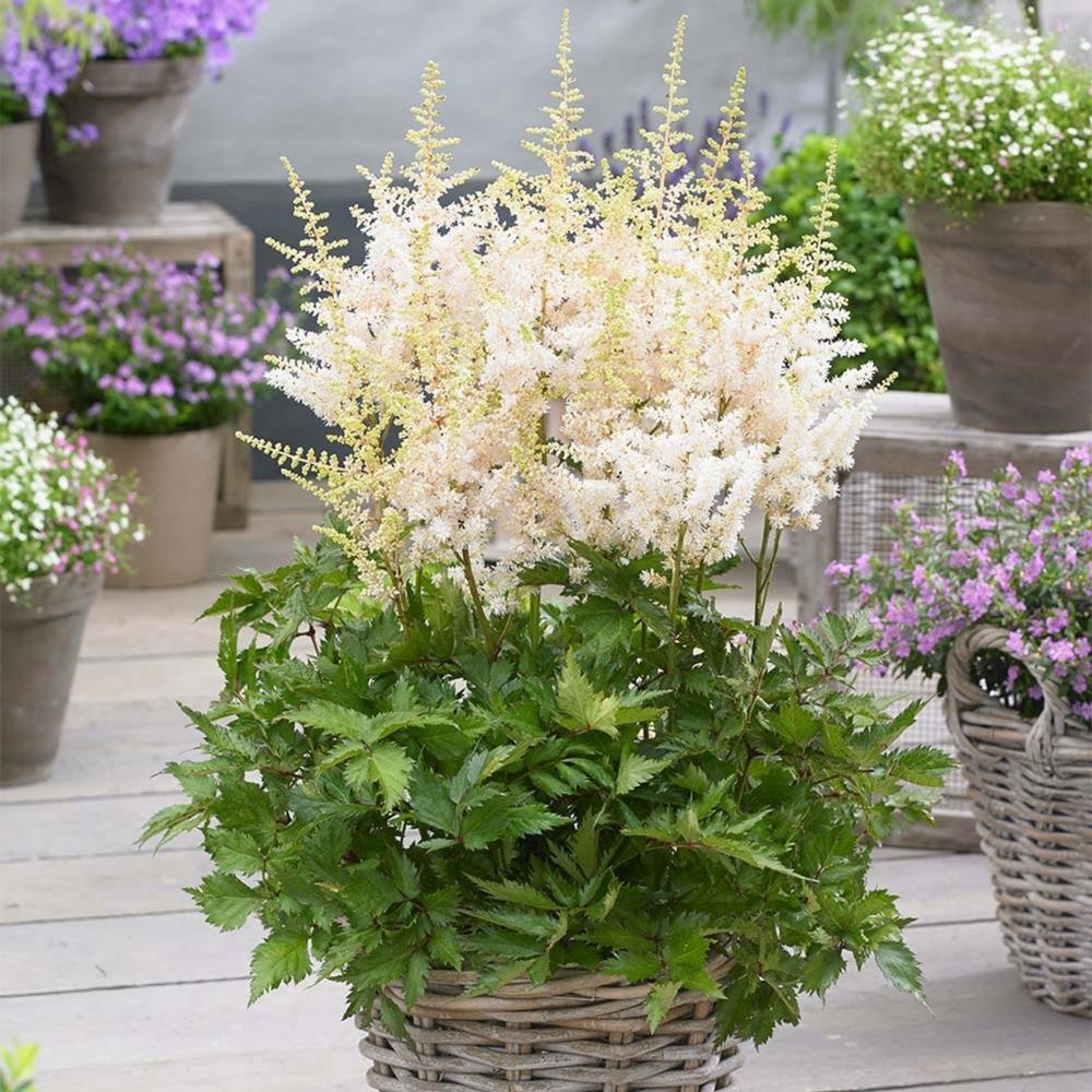 White Astilbe 'Deutschland' X 3 Bare Root