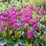 Bergenia cordifolia 'Winter Glow' X10