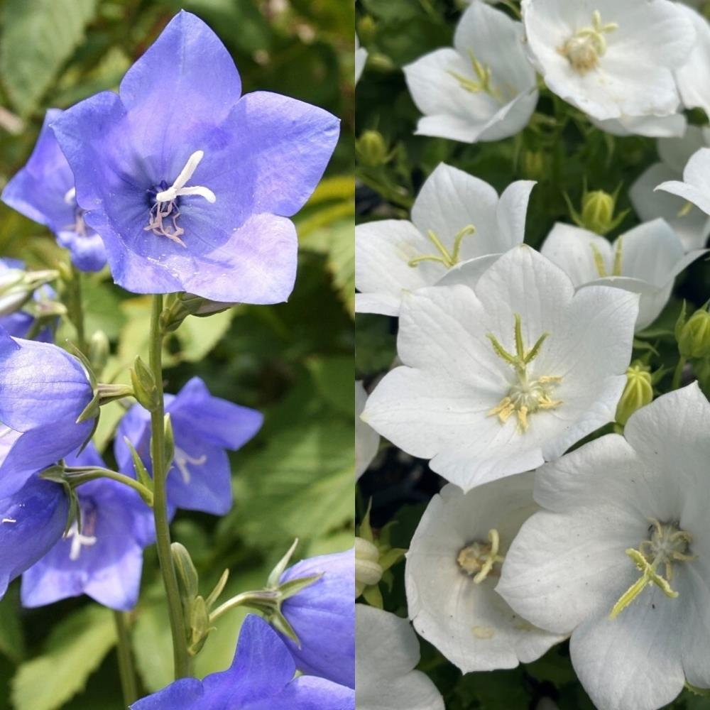 Campanula Clips 'Blue and White  Mix' X6