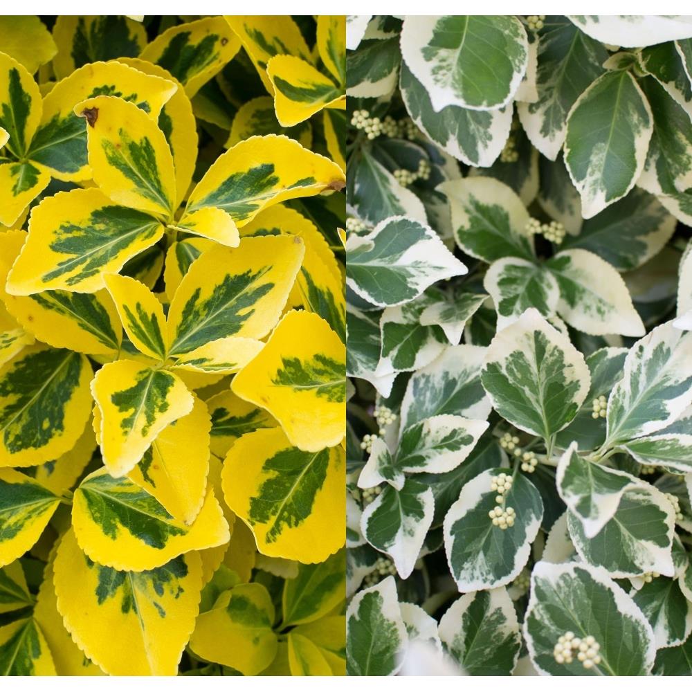 Euonymus Fortunei Mix X6