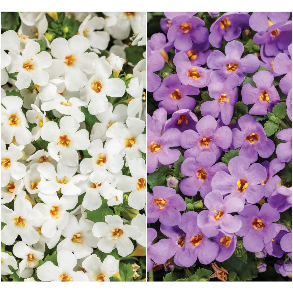 Bacopa White and Blue Mix X6