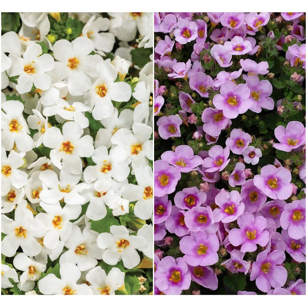 Bacopa White and Pink Mix X6