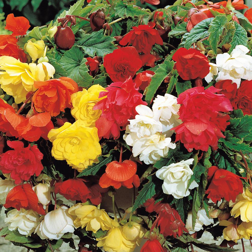 Begonia Pendula Bulb Mix