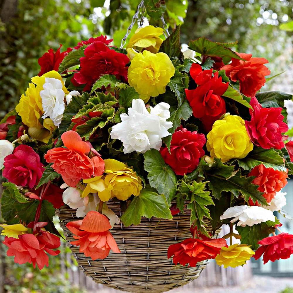 Begonia Pendula Bulb Mix
