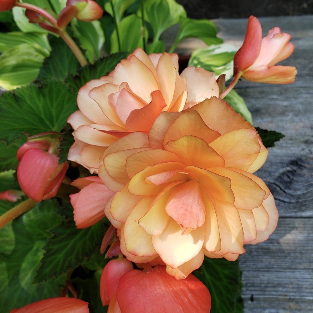 Begonia Peach 'Fragrant Falls®' X3