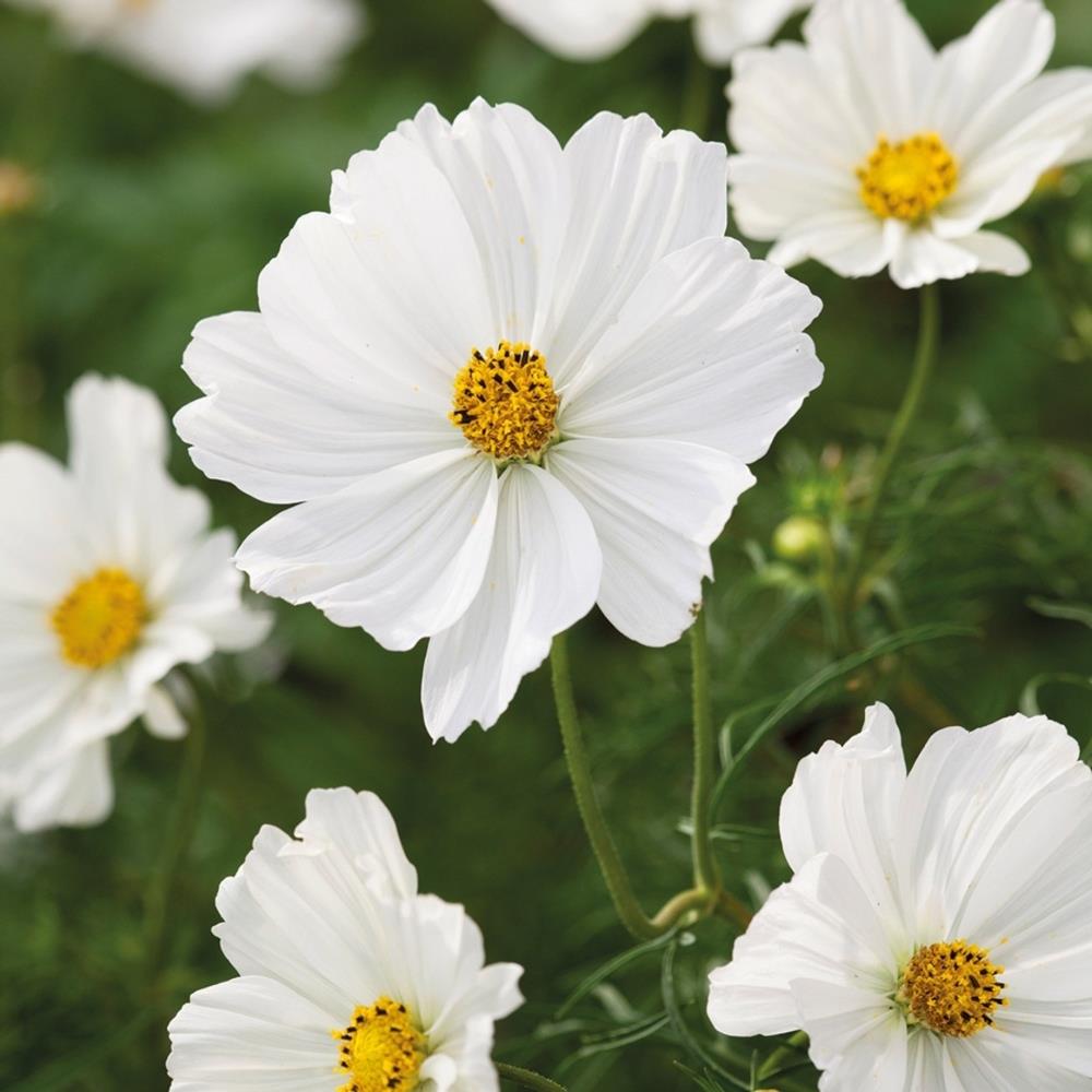 Cosmos Sonata 'Carmine & White' Mix X12