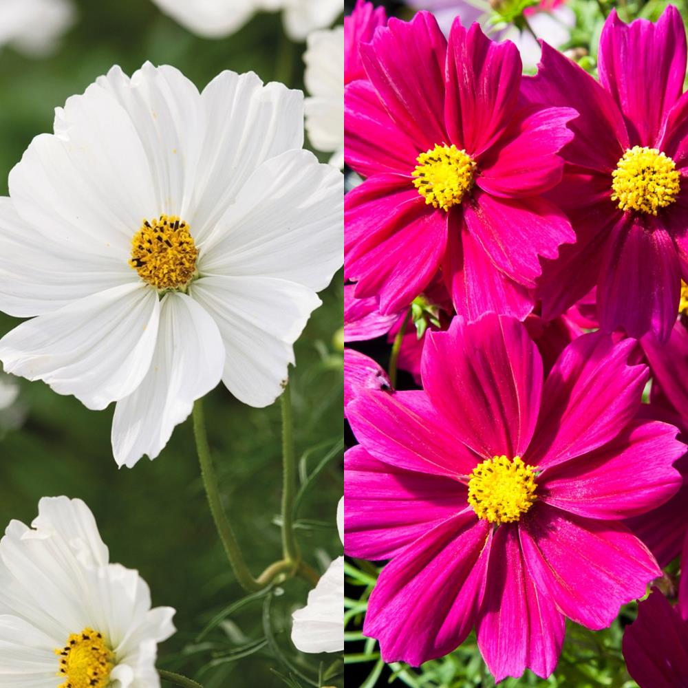 Cosmos Sonata 'Carmine & White' Mix X12