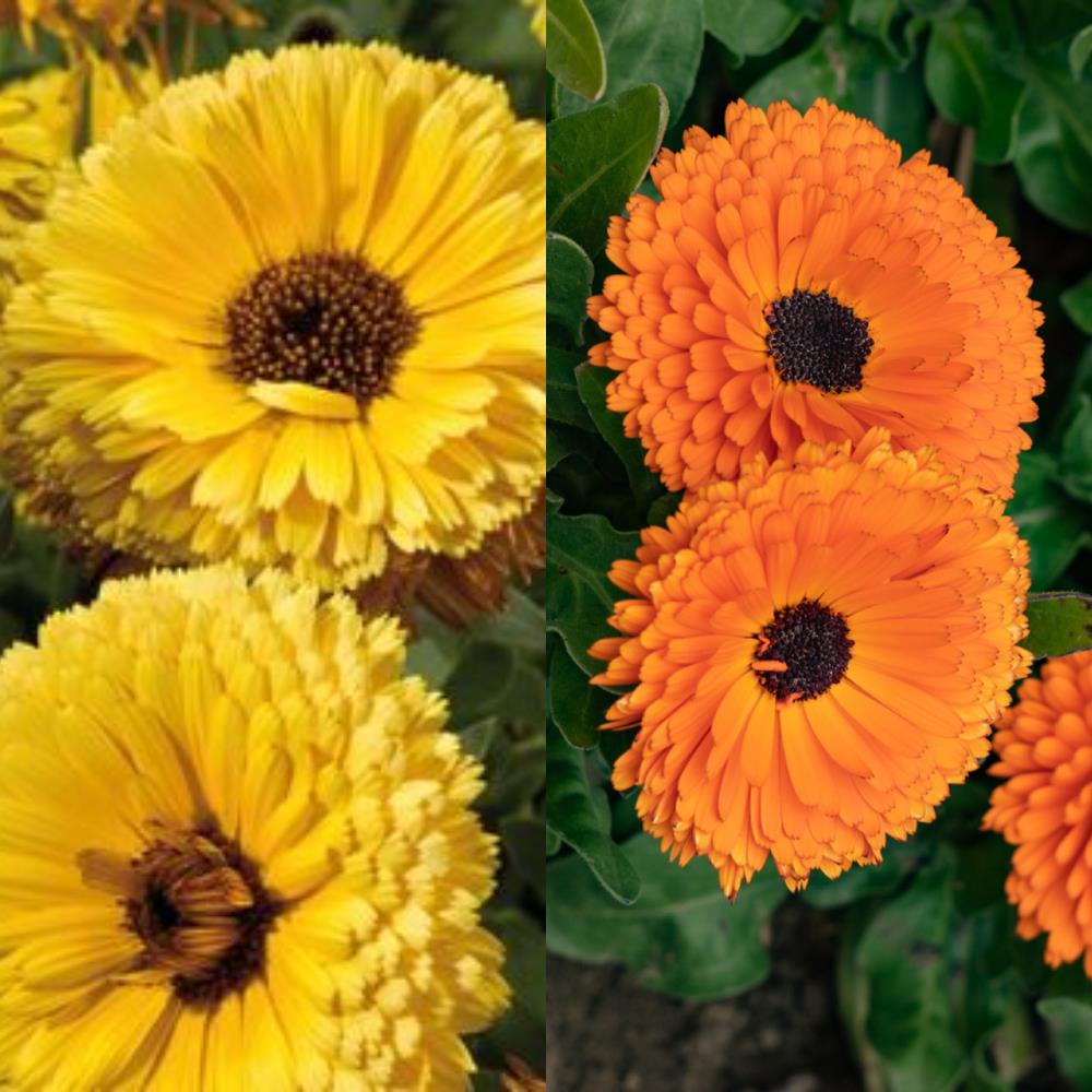 Calendula officinalis 'Calypso Mixed' X20