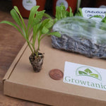 Calendula officinalis 'Calypso Mixed' X20