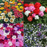 Annual Bedding and Hanging Basket Mix