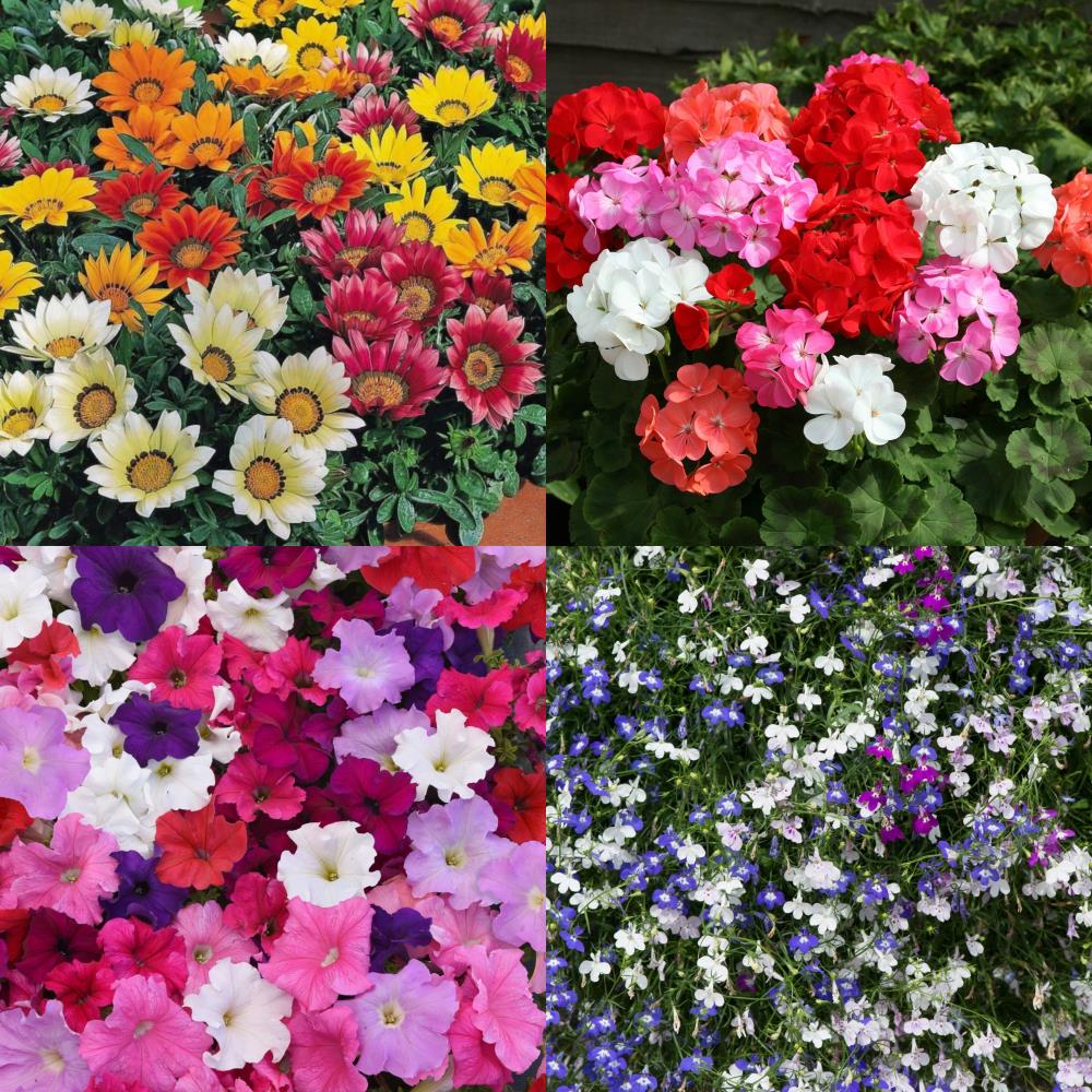 Annual Bedding and Hanging Basket Mix